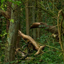 Finding beauty in “ugliness” shapes and artwork along with colour at Burntstump Park.