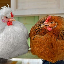 3D Vision Chicken Scale Cameras are the Future of Flock Weight Monitoring