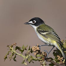 Black-capped Vireo Surveys Show Continued Recovery