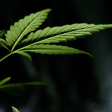 What to Know about Twitter’s Approval of Cannabis Ads in Legal States