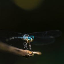 If I ever get a tattoo, it will be a dragonfly