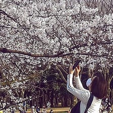 Los contagios se dispararon en Tokio tras las fiestas por el florecimiento de los cerezos