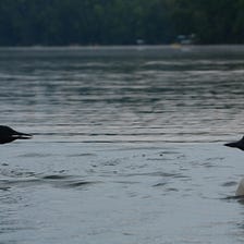 Understanding the Social Dynamics of Loon Territory Holders and Outsiders