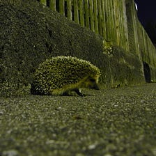 Some Uncertainty Amongst the Hedgehogs Today, by Faith Jones