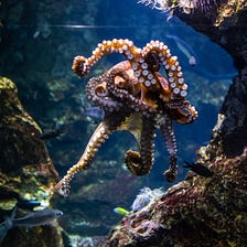 Octopuses (part 3): Reproduction, Eyes and Food
