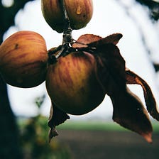 The Orchard