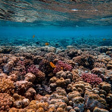 The UN High Seas Treaty to Protect Marine Biodiversity and the Scientific Safety Net