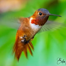 The Ferocity of Liquid Light — A Male Allen’s Hummingbird Defending his Feeder