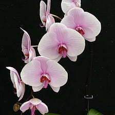 Phalaenopsis Orchids Care tips