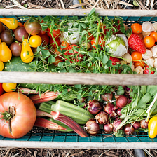 Cultivating a Bountiful Mid-Summer Garden