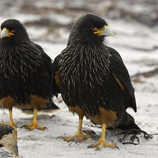 Falklands Falcons Are As Brainy As Cockatoos