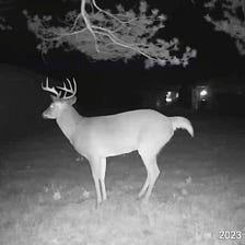 A giant buck in my yard.