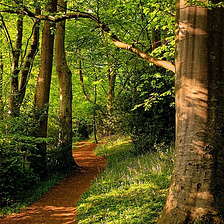 Wayford Woods, Somerset, England