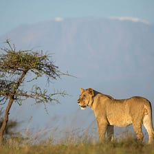 How much land must we conserve to save wild species?