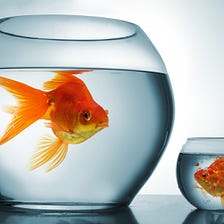 The Goldfish Theory