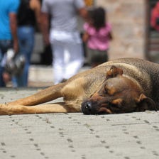 Free roaming dogs: A canine utopia or a desperate life?