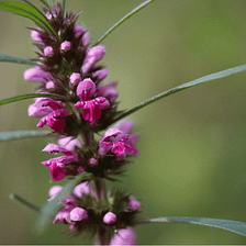 Motherwort Has Amazing Benefits For Your Body — Herbal Musings