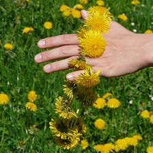 Plants and Herbal Teas that Lower High Cholesterol and Help Improve Liver Health