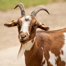 6 Cool Facts about Goat