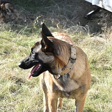 Have You Ever Heard Of A Belgium Malinois?