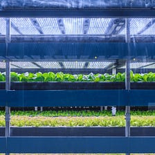 Vertical Hydroponics: The Basics