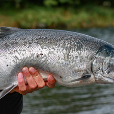 One Little Thing You Should Probably Know About Salmon Farming