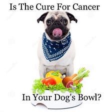 Is The Cure For Cancer In Your Dog’s Bowl…