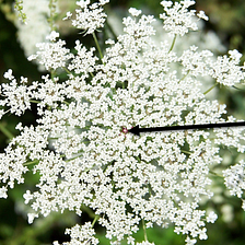 Queen Anne’s Lace: The Tasty Herb that’s Good for You