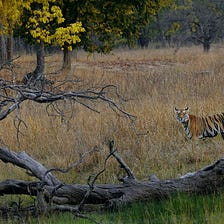 5 Best Places in India for Wildlife Safari