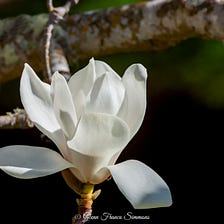 Filoli’s Beautiful Magnolias