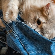 Muffin Attacks My Blue Jeans