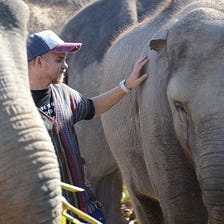 The Wisdom of Elephants: Lessons on Decentralization from Thailand’s Gentle Giants