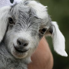 Beautiful Baby Goat