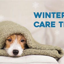 Winter Pet Care Tips for your Cat and Dogs
