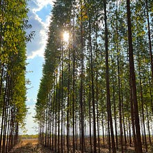 A Q&A with Forest First Colombia CEO Tobey Russ and CFO Jonathan Dodd on climate change mitigation…