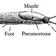 Scientists: You Evolved From A Slug