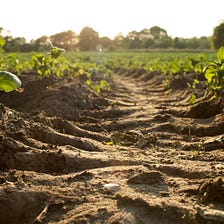 Keeping soil alive with regenerative agriculture