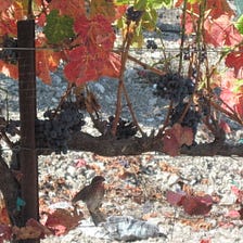 Ripe Grapes Hide in Red and Gold Vines at Harvest Time in California Wine Country