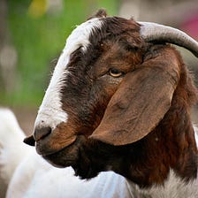 How to Naturally Treat Goats for Lice and Mites