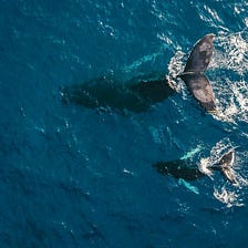 Sustainable Development Goals: Life Below Water