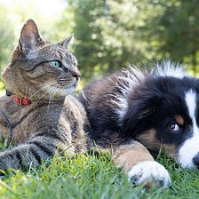 Are Pets Catching Covid-19 From Their Owners?