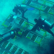 Ocean Market’te Veri Üzerinden Stake Yapmak