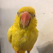 Lessons My Parrot Taught Me