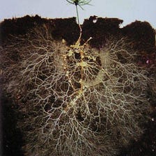 Deeper Than Roots: Fungi are the Future
