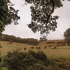 Appuldurcombe in Autumn — a somatic and sensory place