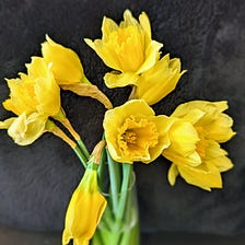 The Color of Daffodils