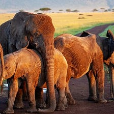What Can We Learn From Elephants?