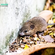 The 4 Stages of Mouse Plague in Australia
