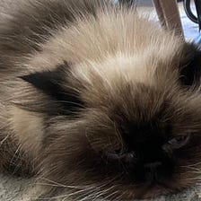 A Playlist in Memory of My Cat