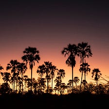 How Lala Palms Spread in the Delta